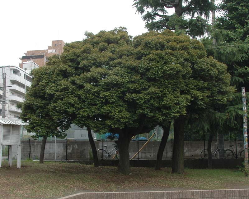 ドングリのなる木１ スダジイ 藤沢市立大道小学校