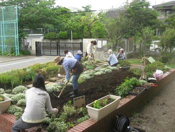 6月の花壇の手入れ Kmc 藤沢市立鵠洋小学校