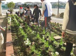 冬の花壇の手入れ 栽培委員会 藤沢市立鵠洋小学校