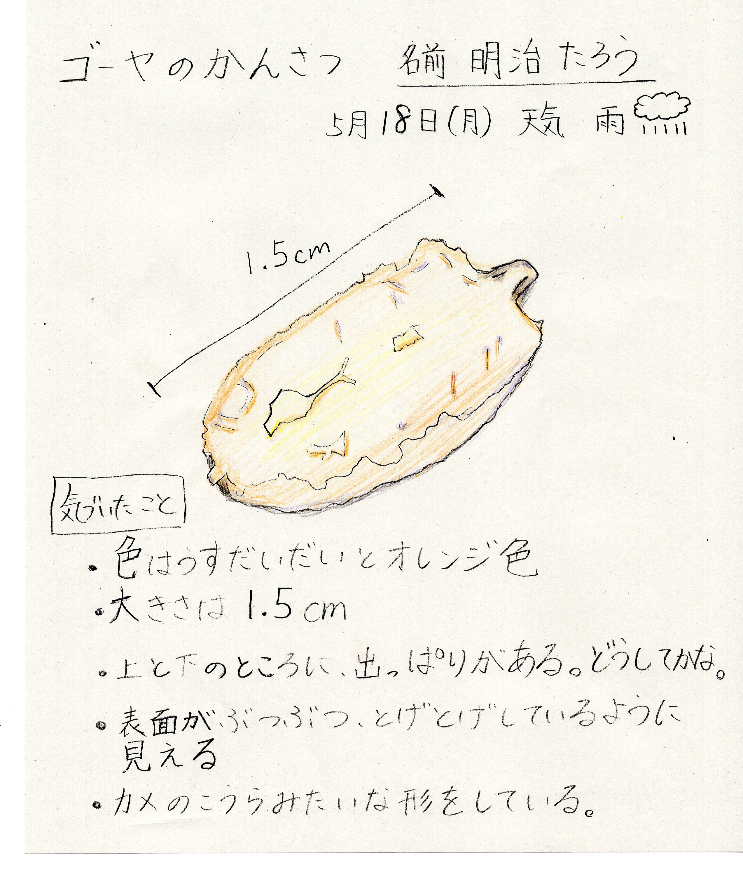 4年 ゴーヤを育てています 藤沢市立明治小学校