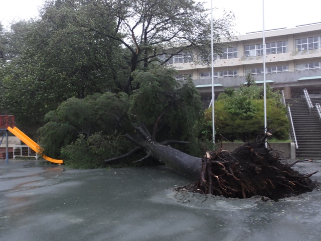 台風１５号による被害 藤沢市立六会小学校