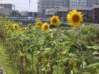 2007年度-校長あいさつ(8月)